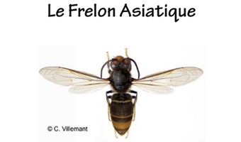 BI_EEE_Frelon-Asiatique_340X200