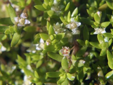 Crassula_helmsii