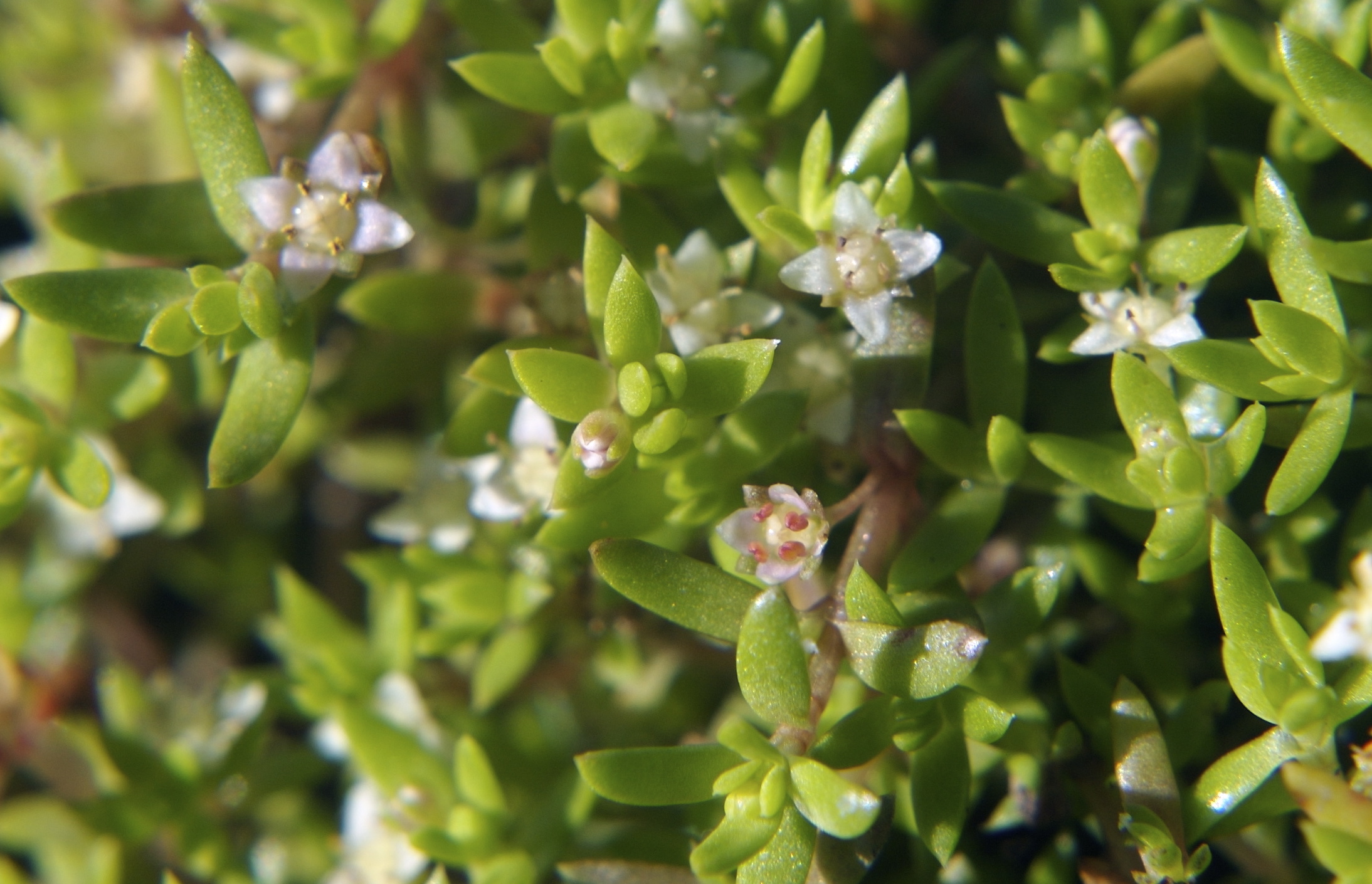 Crassula_helmsii