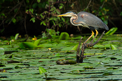 Faune-Heron-pourpre_CRédit_Edenn_cedric-barguil