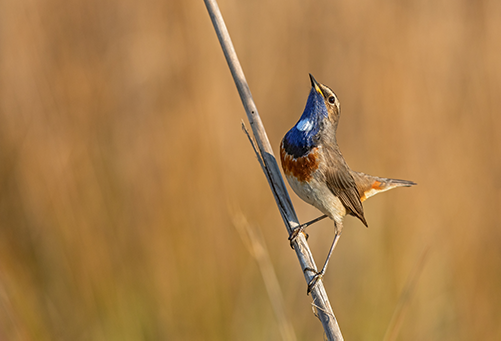 Faune_Gorgebleue