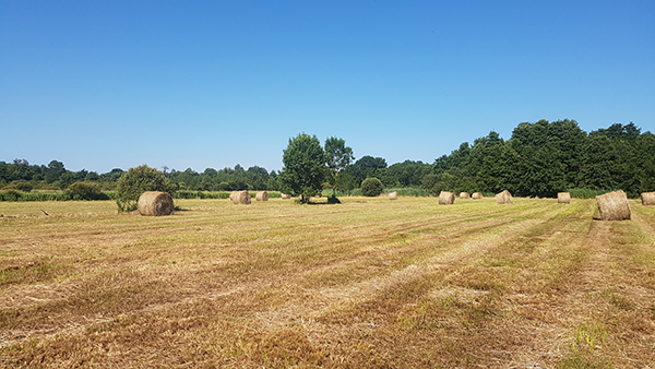 Marais_Blanche_Noe_agricole_Crédit_Edenn