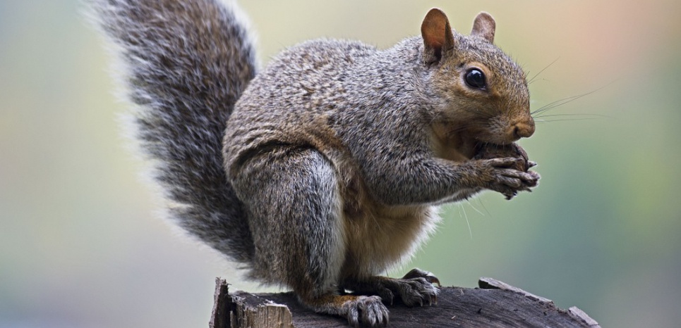 Eastern Gray Squirrel – Eating nuts in tree