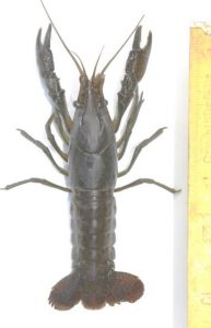 procambarus-virginalis-2-ecrevisse-marbree-c-marc-collas-afb-centre-de-ressources-eee-193×300