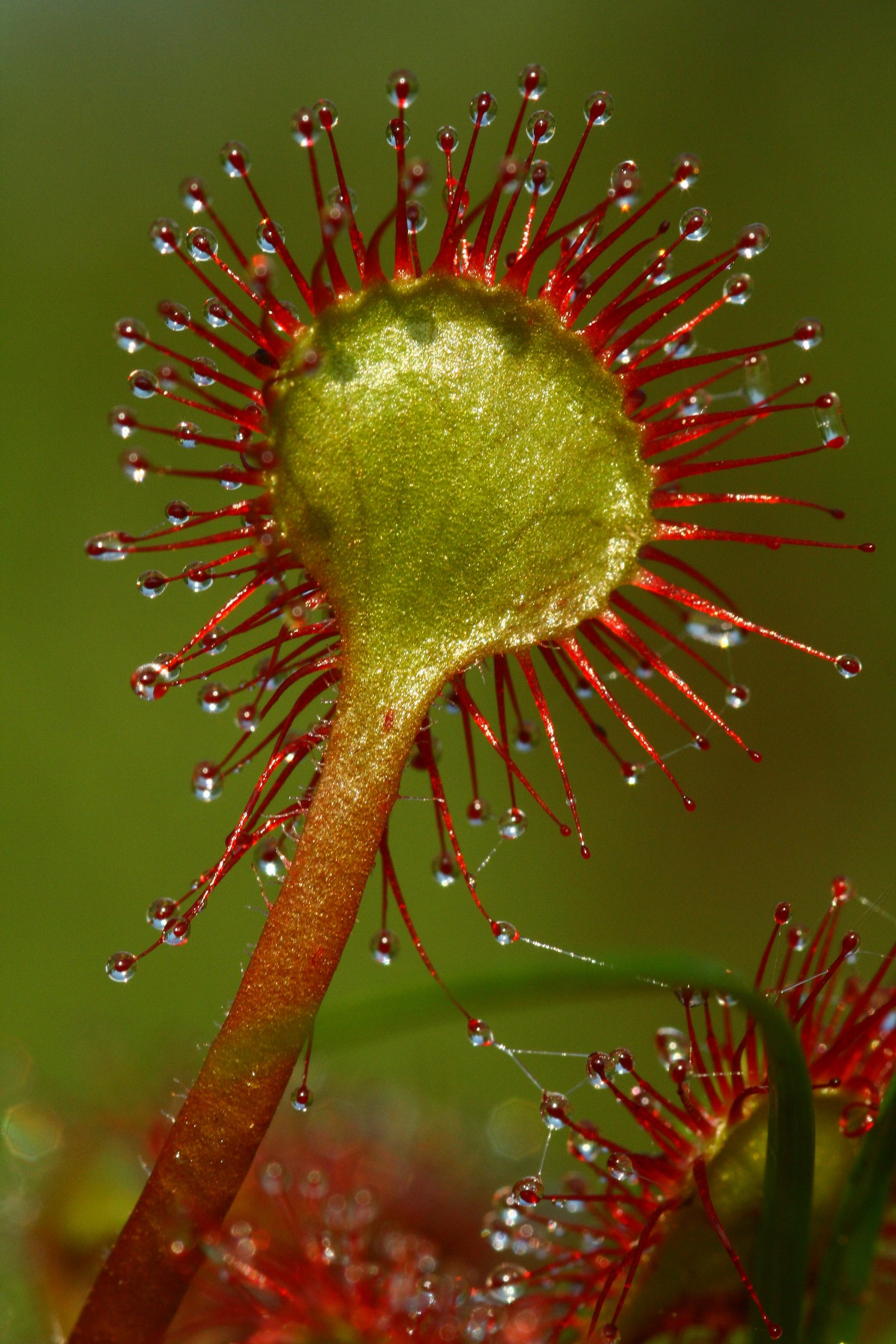 Logne_juin2013_MARTIN_Drosera_rotundifolia 2